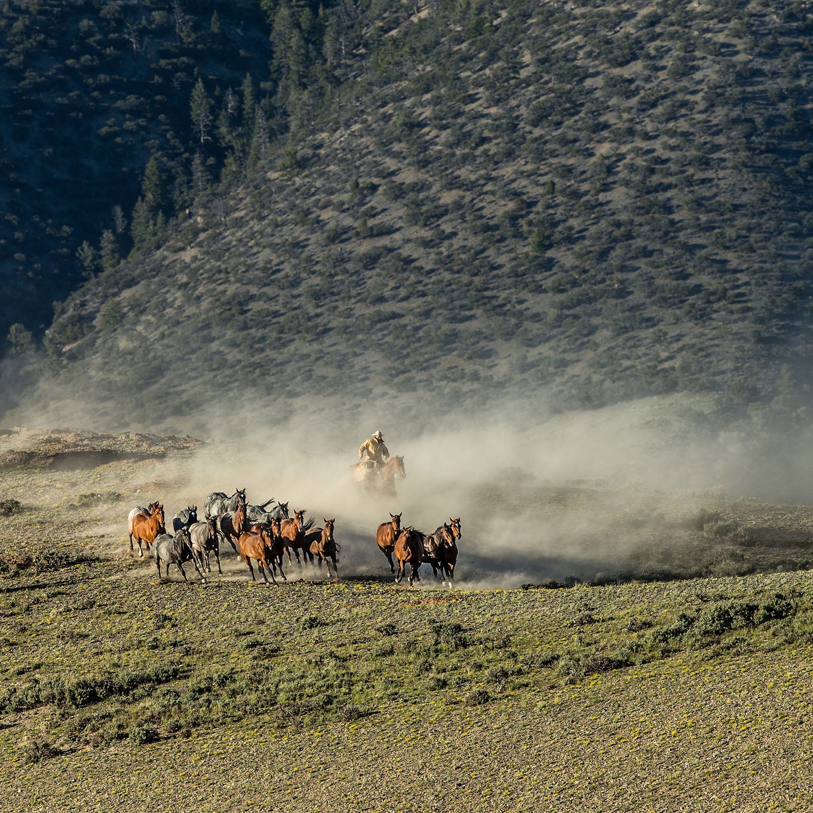 Yellowstone Collection